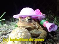 /home//u458753944/public_html/sourcegallery//Roxborough Toad Detour/2013-2019/2017/P4030695.JPG
